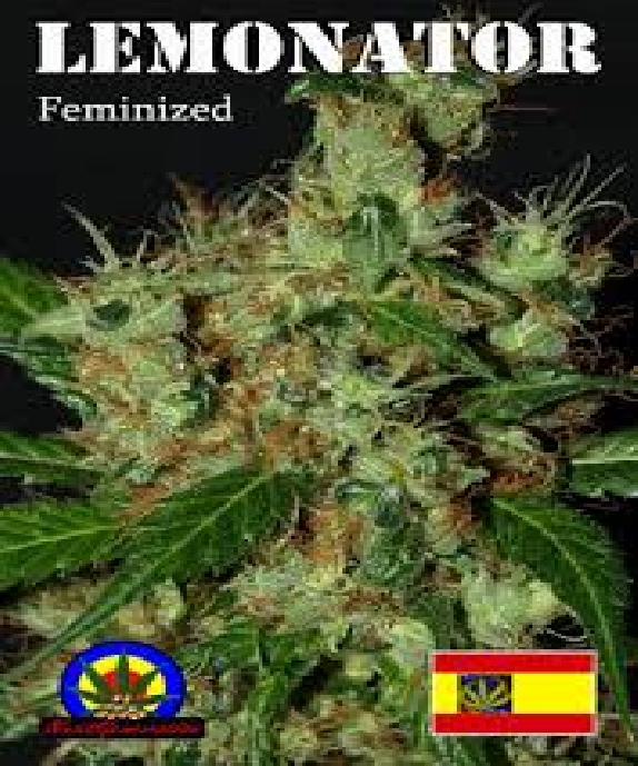 Lemonator Cannabis Seeds