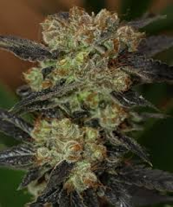 NY Purple Diesel Cannabis Seeds