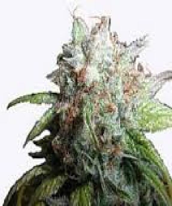 Romulan Diesel Cannabis Seeds