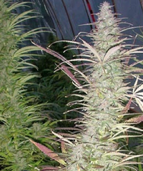 Timewarp Cannabis Seeds