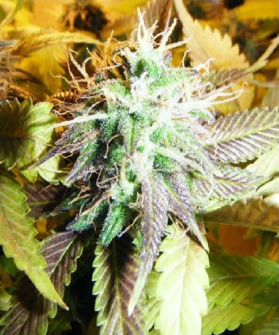 Aurora Indica Cannabis Seeds