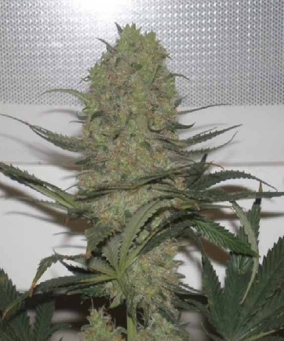 Blue Mystic Cannabis Seeds