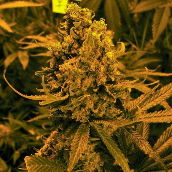 Blueberry Kush Auto Cannabis Seeds