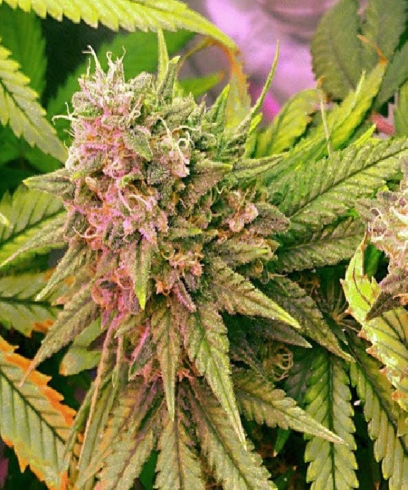 Bubblelicious Cannabis Seeds