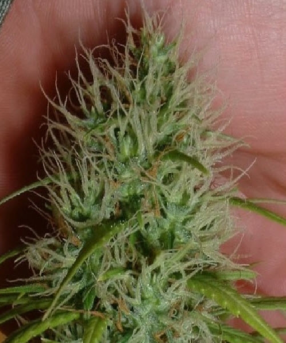 Chrystal Cannabis Seeds