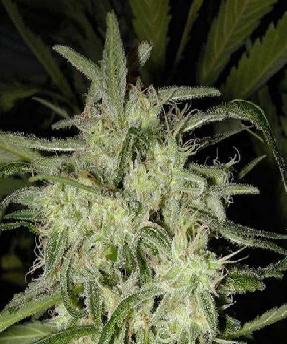 Lemon OG Haze Auto Cannabis Seeds