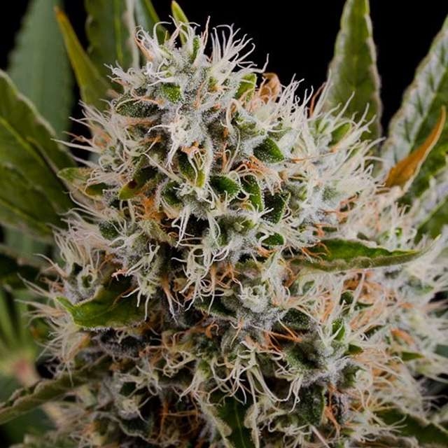 Lithium OG Kush Cannabis Seeds