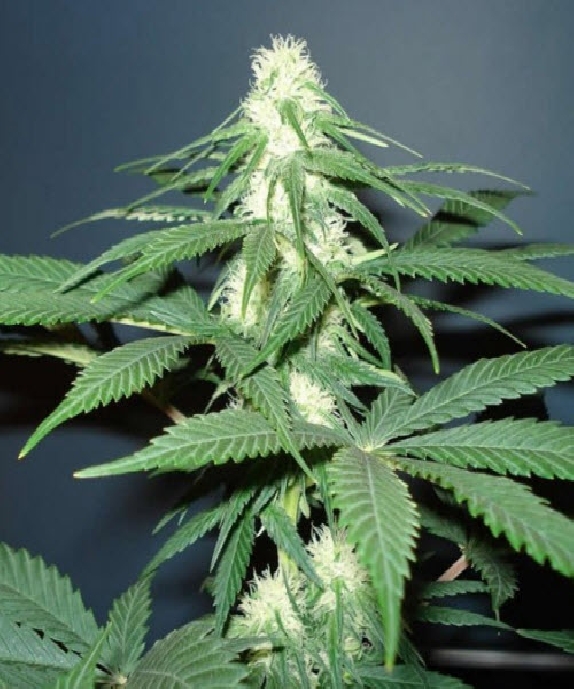 Master Kush Cannabis Seeds