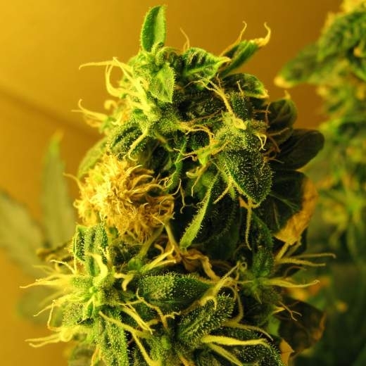 Northern Lights Auto Cannabis Seeds