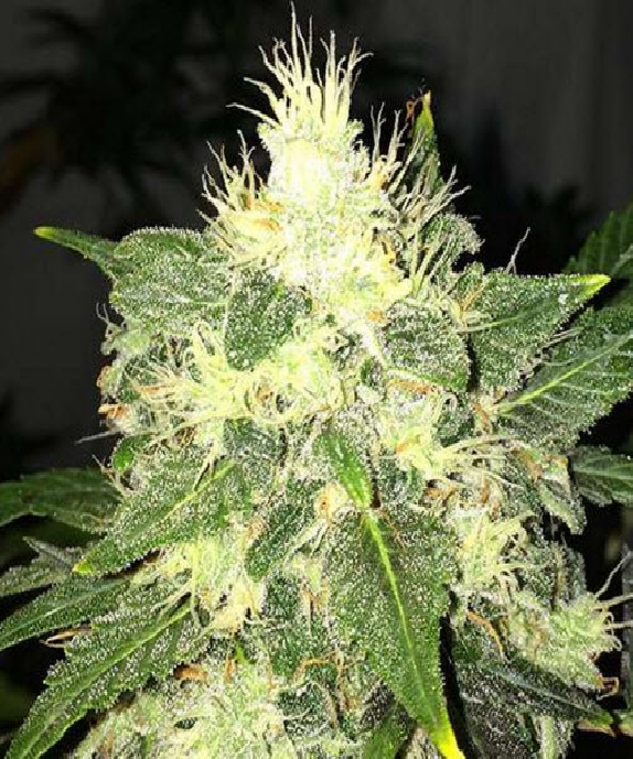 Lithium OG Kush Auto  Cannabis Seeds