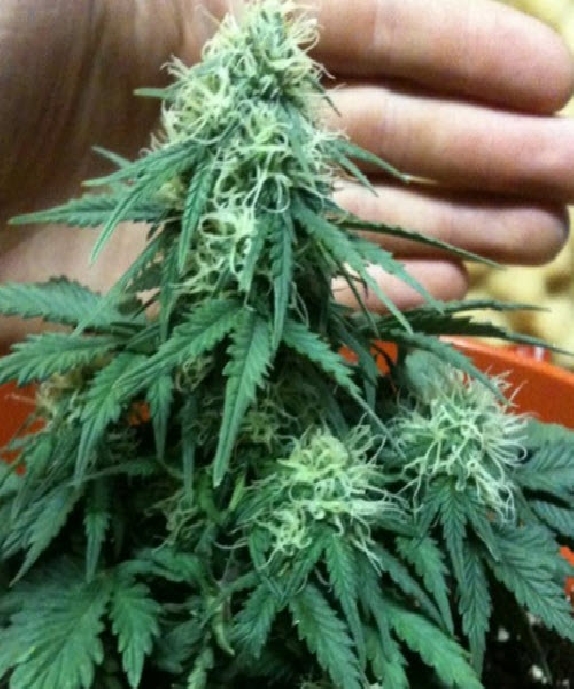 Short Rider Cannabis Seeds