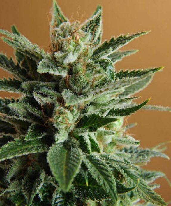 Snow White Cannabis Seeds