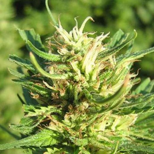 Super Skunk Cannabis Seeds