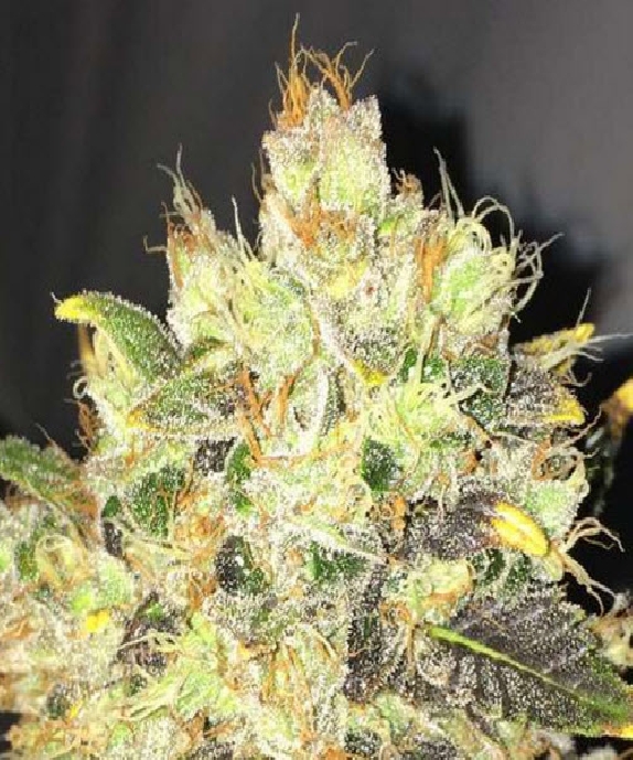 Supreme CBD Durban Cannabis Seeds