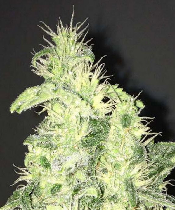 Supreme CBD Kush Cannabis Seeds