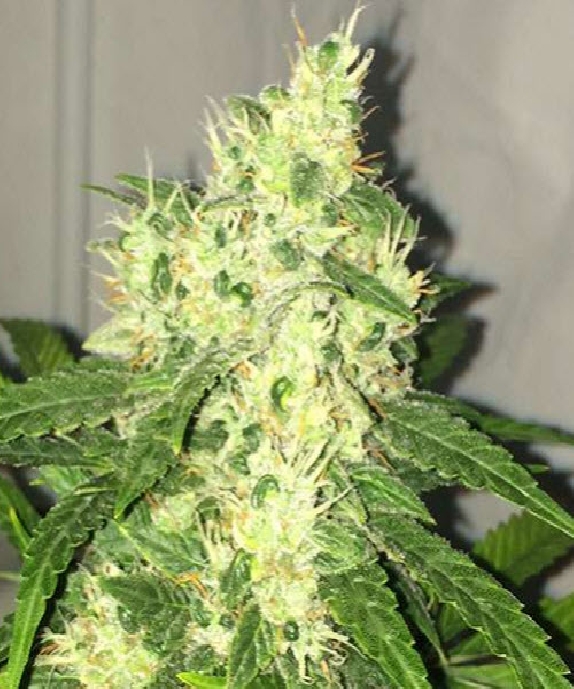 Swiss Cheese Auto Cannabis Seeds