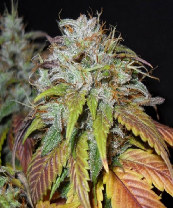 Swiss Cheese Cannabis Seeds