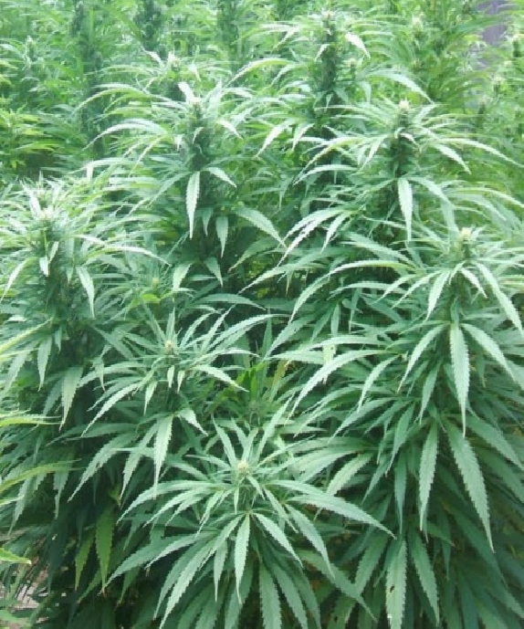 White Rhino Cannabis Seeds