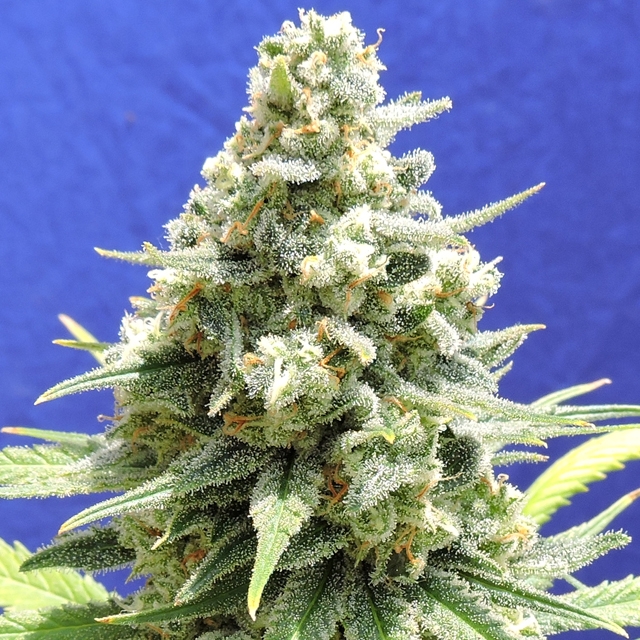 Amnesia Lemon Kush Cannabis Seeds