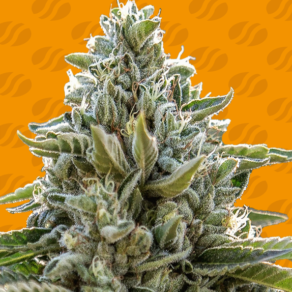 Auto Blueberry Ghost OG Cannabis Seeds