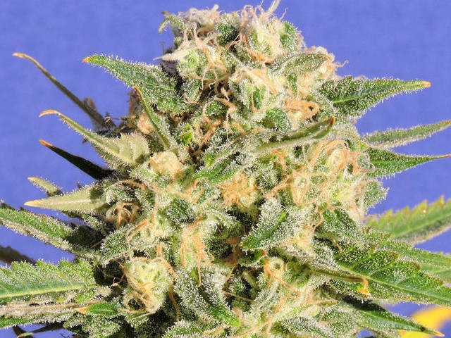 Auto AK XXL (Formely Auto Destroyer) Cannabis Seeds