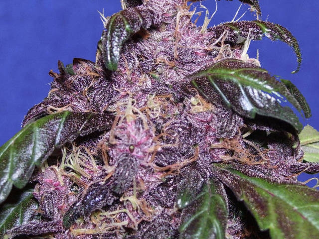 Auto Purple Cannabis Seeds