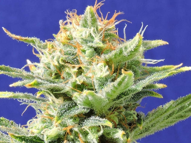 Auto Super Skunk (Formely Auto Skunk) Cannabis Seeds