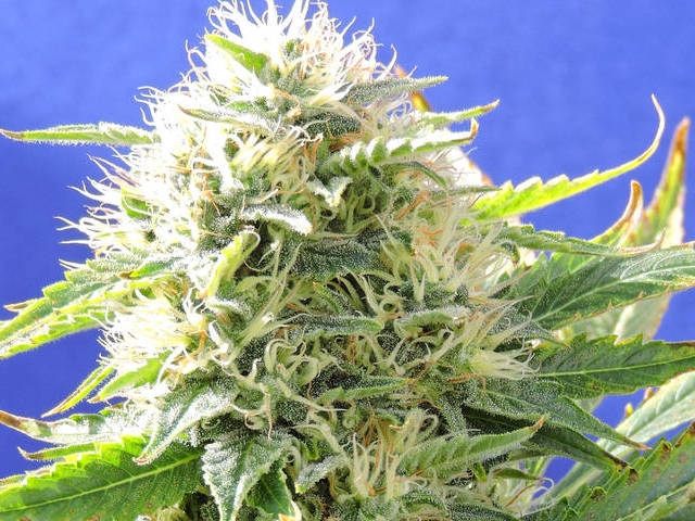 Black Destroyer Cannabis Seeds