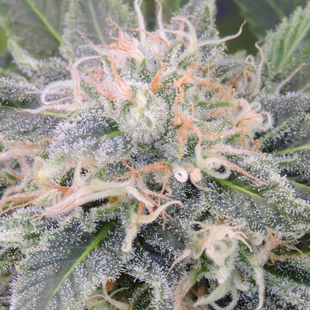 Black Ghost OG Cannabis Seeds