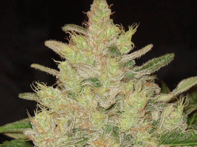 Blueberry Ghost OG Cannabis Seeds