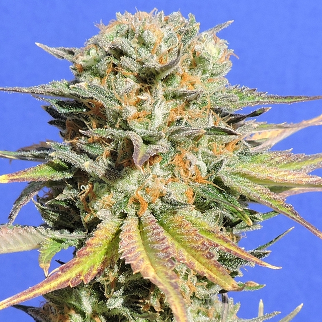 Bruce Banner #3 Cannabis Seeds