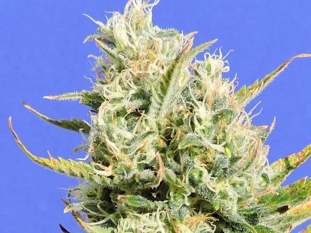 CBD Lemon Aid Cannabis Seeds