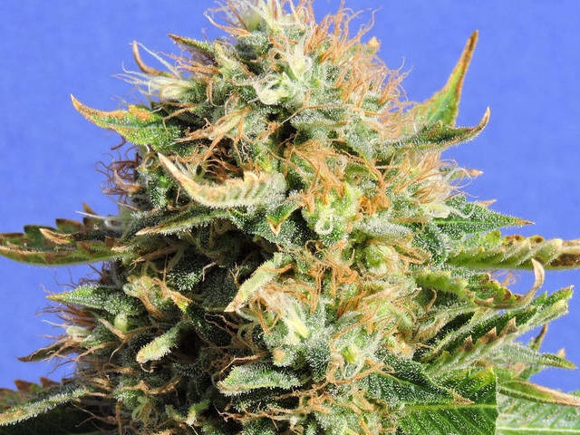 Chronic Lights Cannabis Seeds