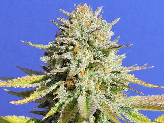 Gorilla Glue #4 Cannabis Seeds