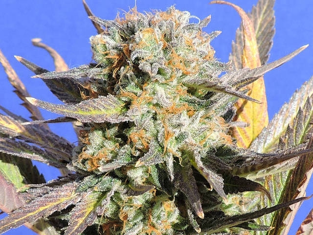 Grandaddy Black Cannabis Seeds