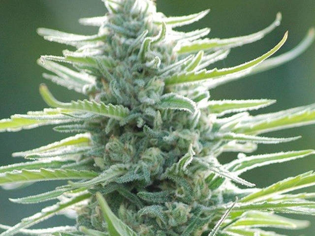 Pure Africa Cannabis Seeds