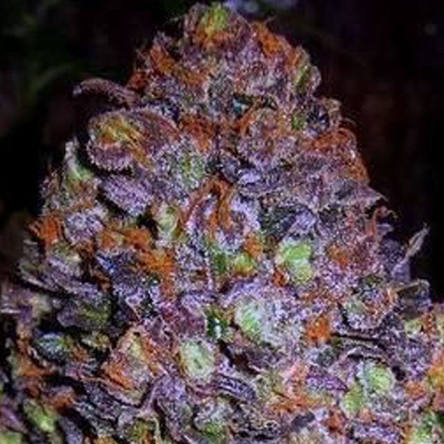 Purple Haze Auto Cannabis Seeds