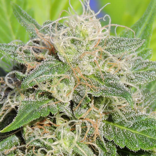 Super Auto Lemon Haze Cannabis Seeds