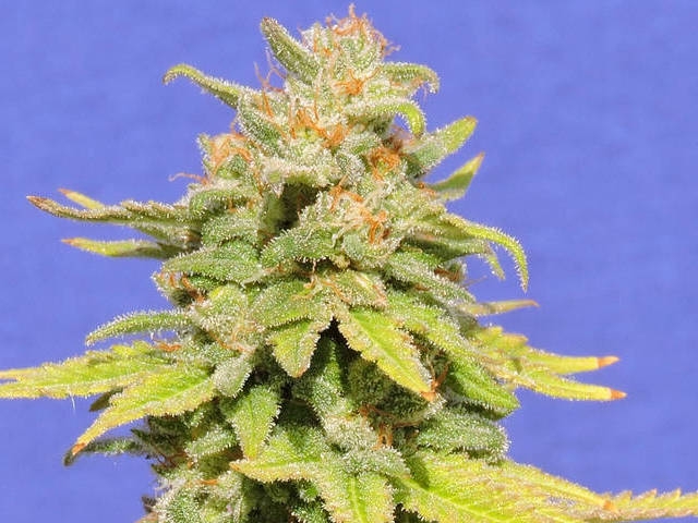 White Crystal Meth Auto Cannabis Seeds