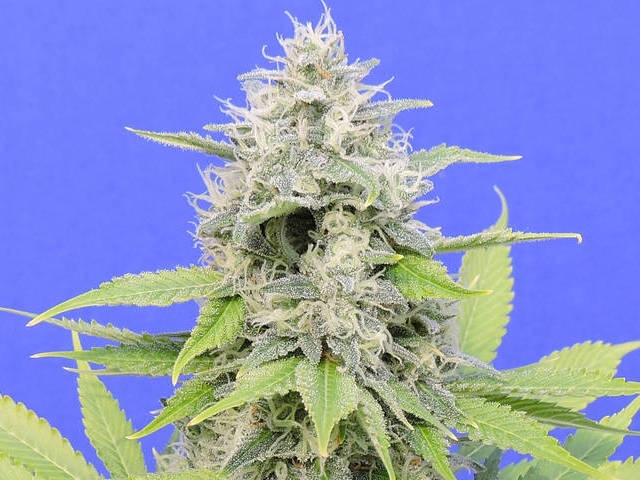 Zkittzy Gorilla Cannabis Seeds