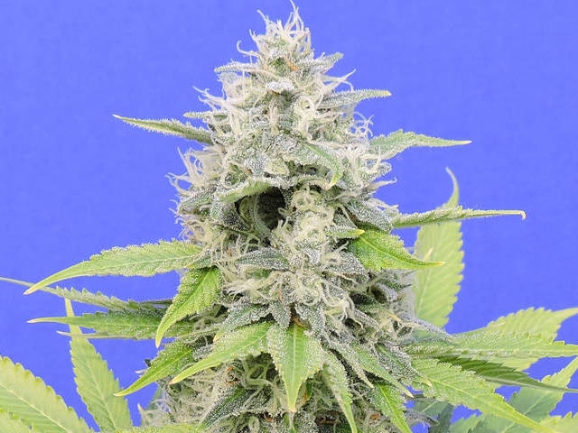 Zkittzy Gorilla Cannabis Seeds