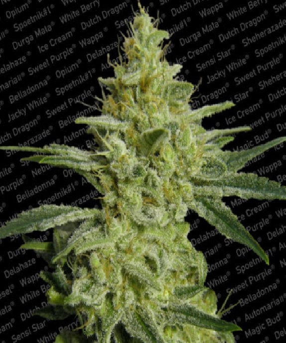 AllKush (Sheherazade) Cannabis Seeds