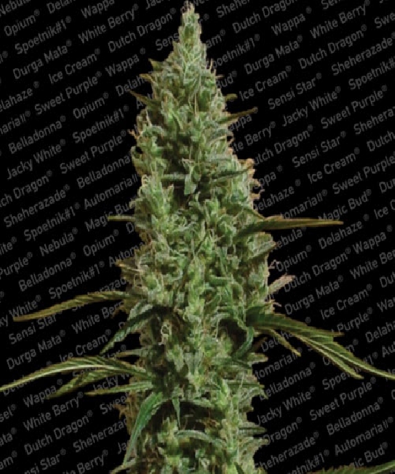 Atomical Haze Cannabis Seeds