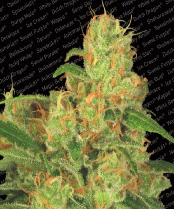 Auto Acid Cannabis Seeds