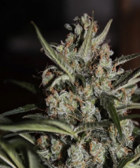 Auto White Berry Cannabis Seeds