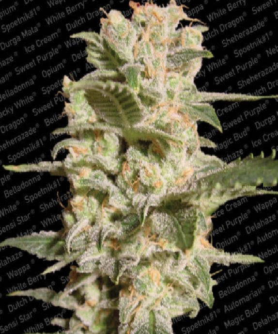 Bella Donna Cannabis Seeds