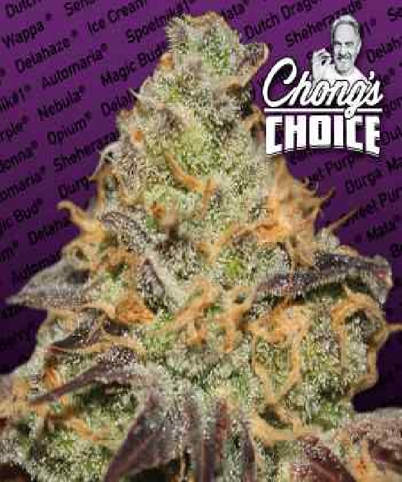 Chong's Choice Blue Kush Berry Cannabis Seeds
