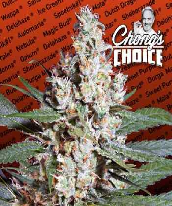 Chong's Choice L.A. Amnesia Cannabis Seeds