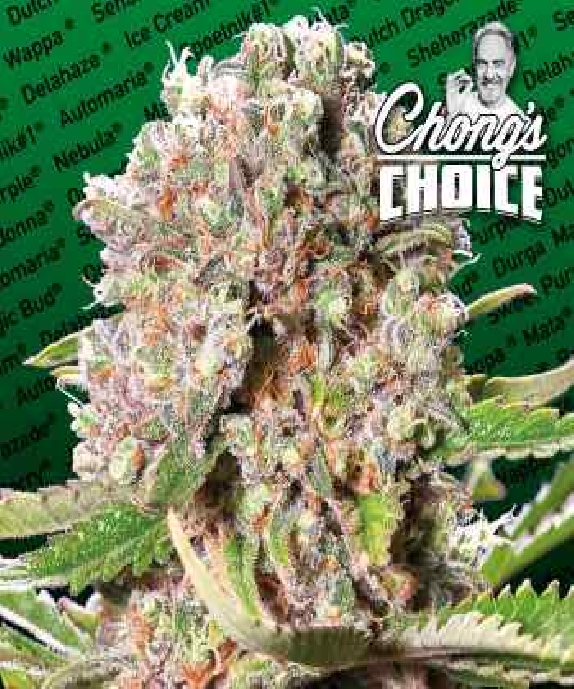 Chong's Choice Mendocino Skunk Cannabis Seeds
