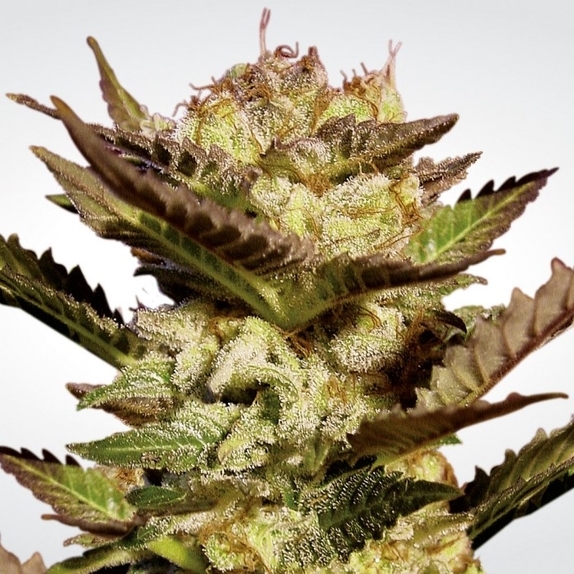 Durga Mata Cannabis Seeds
